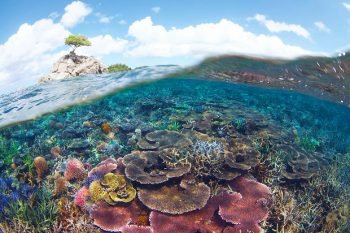 The new park is home to more than 250 species of hard coral and around 360 species of fish. Photograph: Eric Madeja/WWF Malaysia