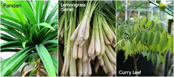 pandan serai lemongrass curry leaf herbs estate123 malaysia